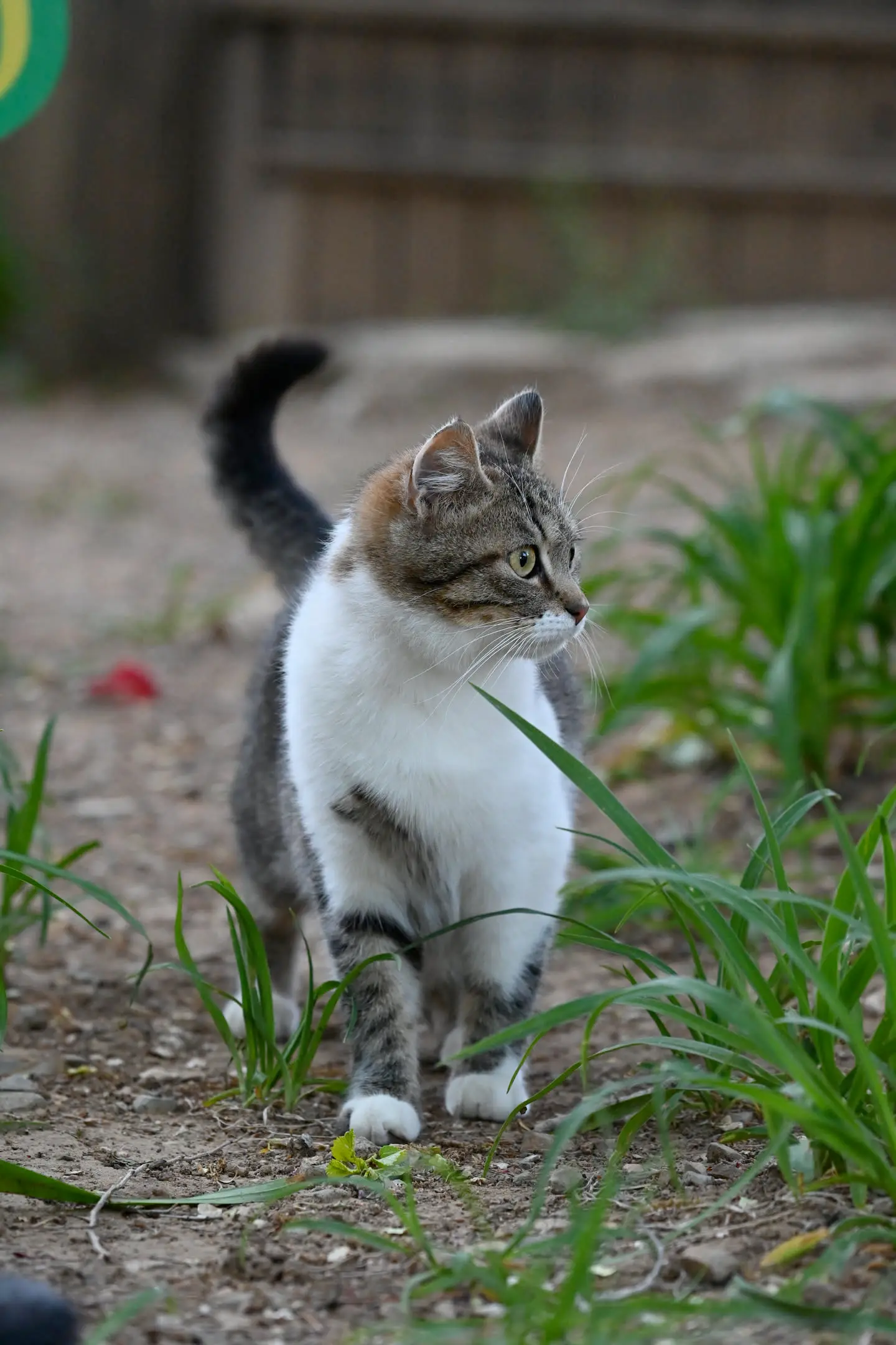 27.webp