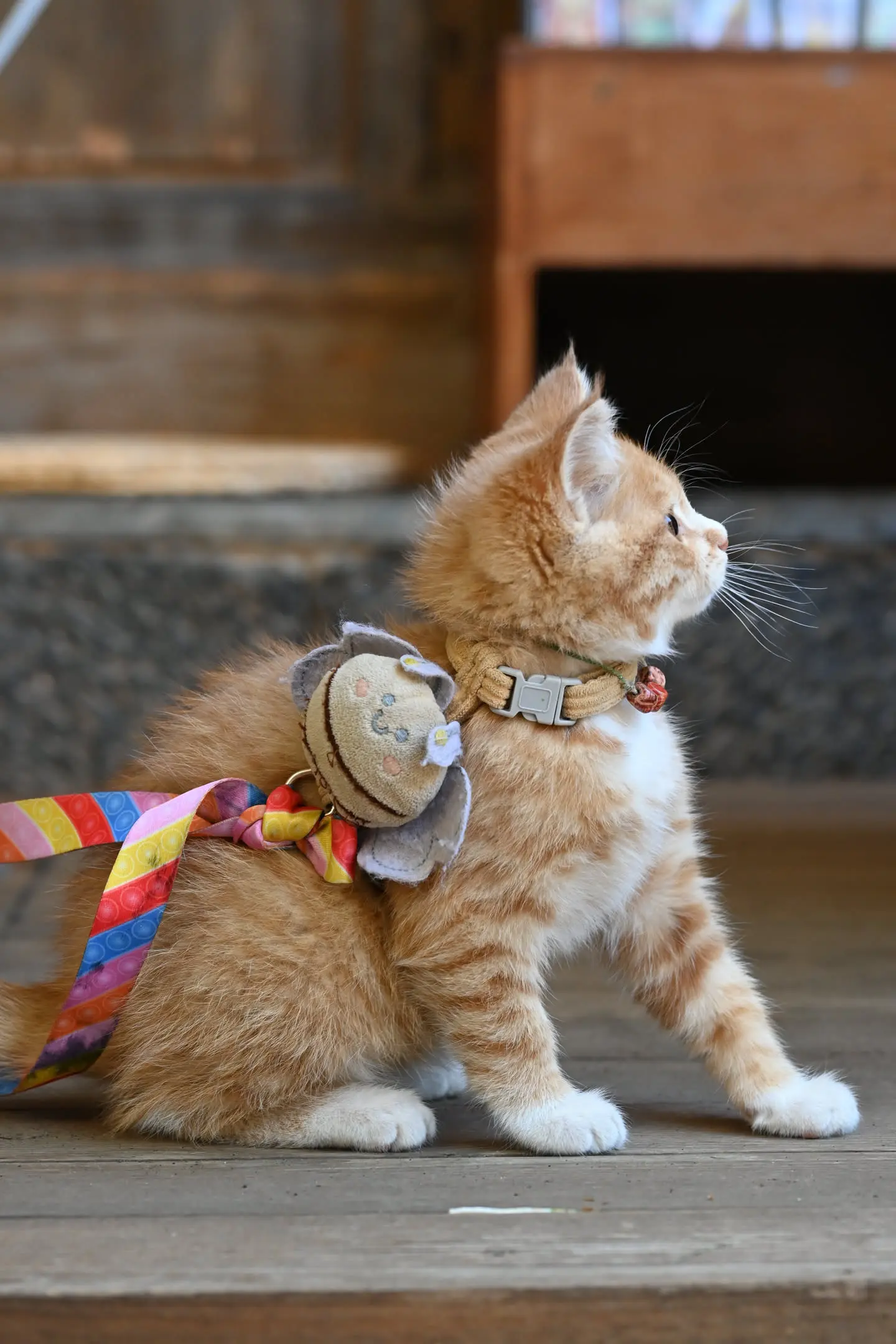 13.webp