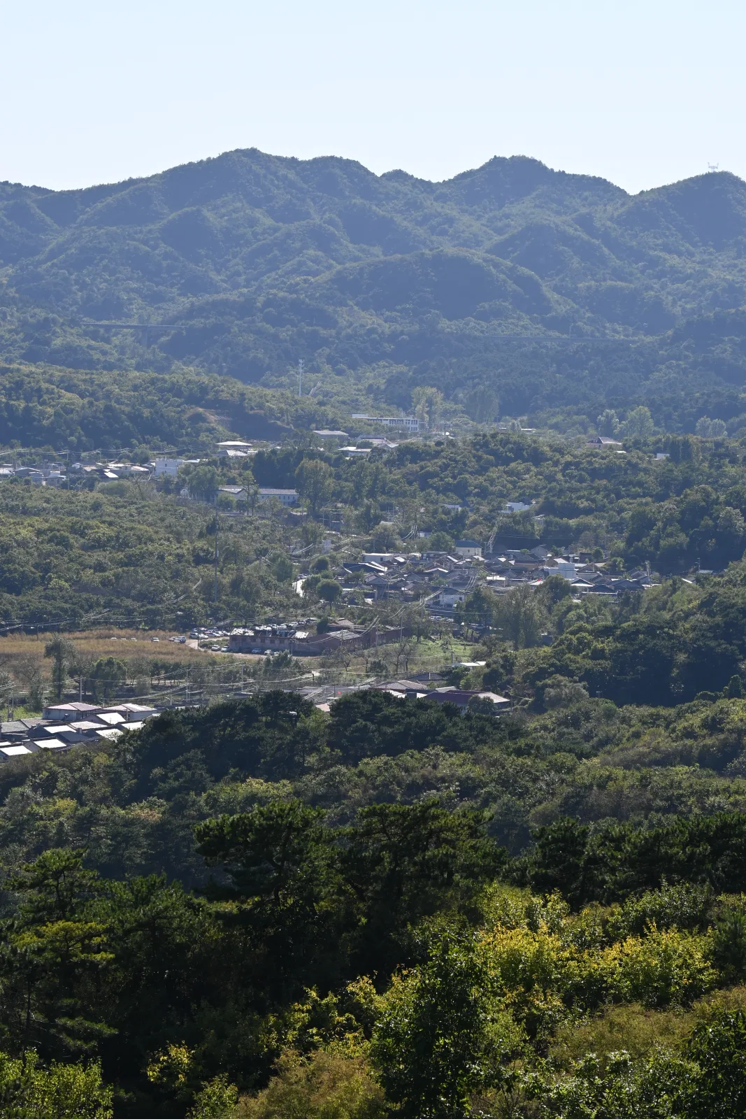 延寿寺后山的绿意