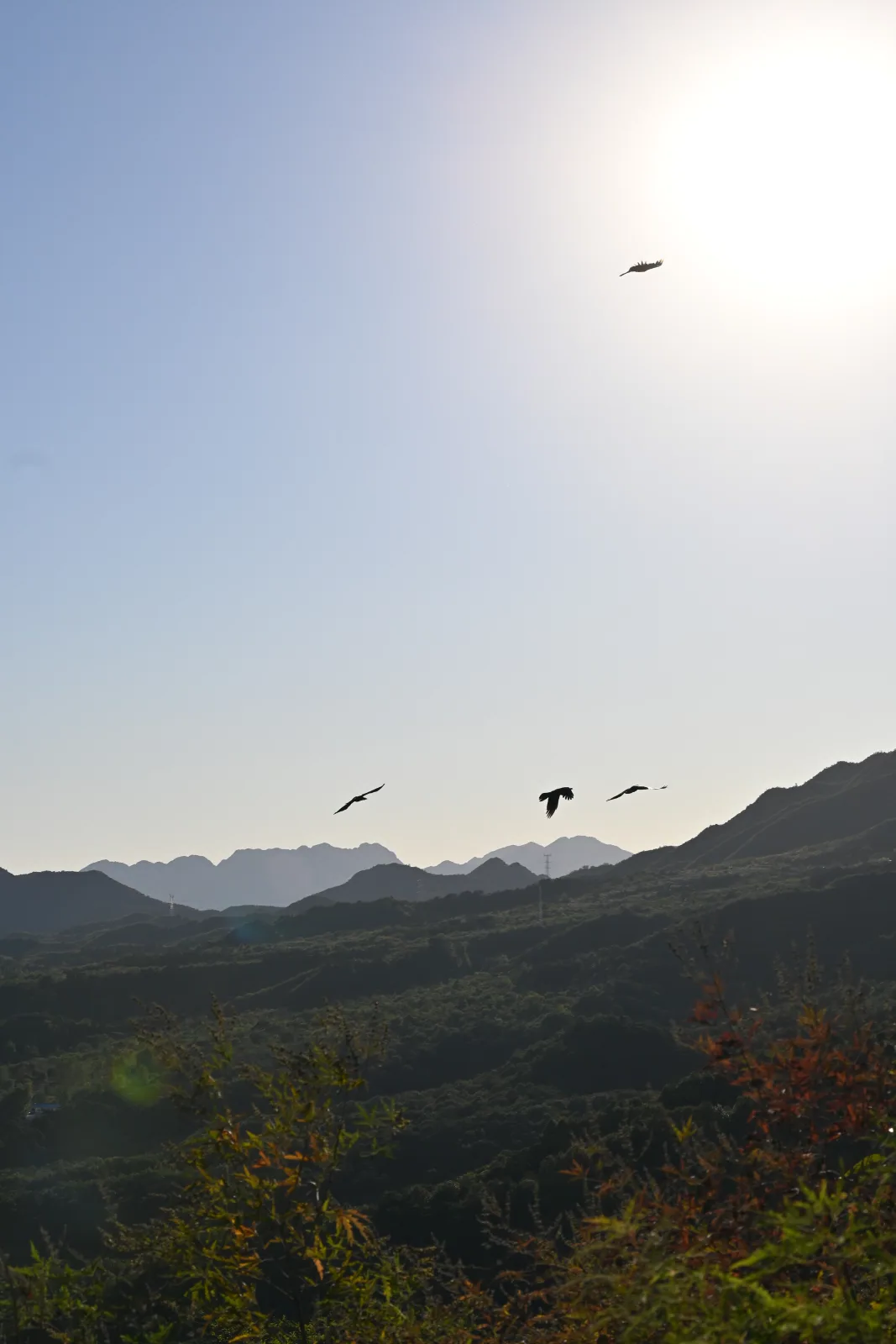 夕阳中的乌鸦
